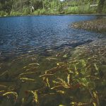 De beste gullsmed i Kvam