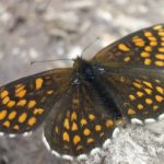 De beste gullsmed i Melsomvik